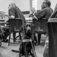 Leader-dog-in-training sitting in classroom